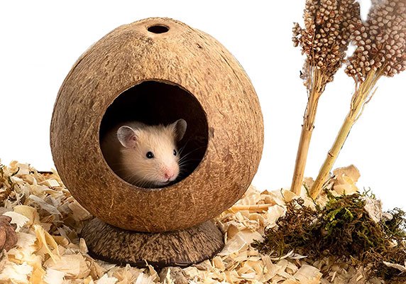 Coconut Animal Nest Coconut Bird Nest Hamster Coconut House